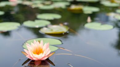 lotus flower plants C4T7DZW scaled 1