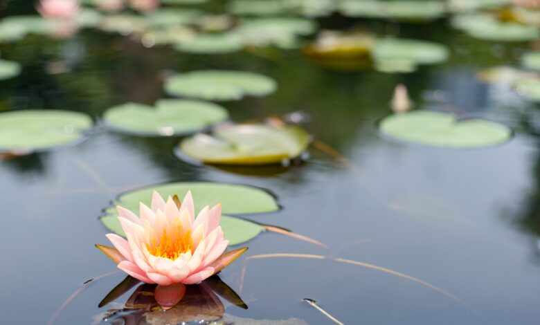 lotus flower plants C4T7DZW scaled 1